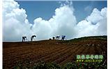 張家界、天子山、寶峰湖/黃龍洞、鳳凰古城、德夯大峽谷 苗族風(fēng)情五日游